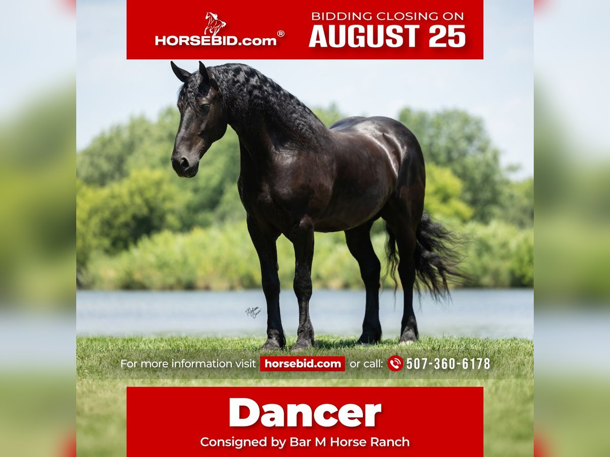 Frison Hongre 7 Ans 163 cm Noir in Windom