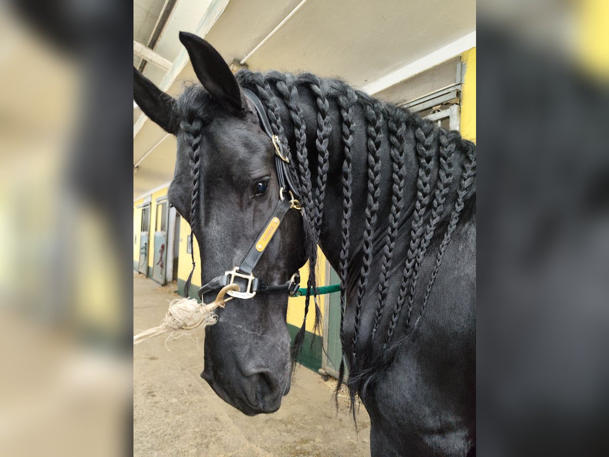 Frison Hongre 7 Ans 167 cm in Torino