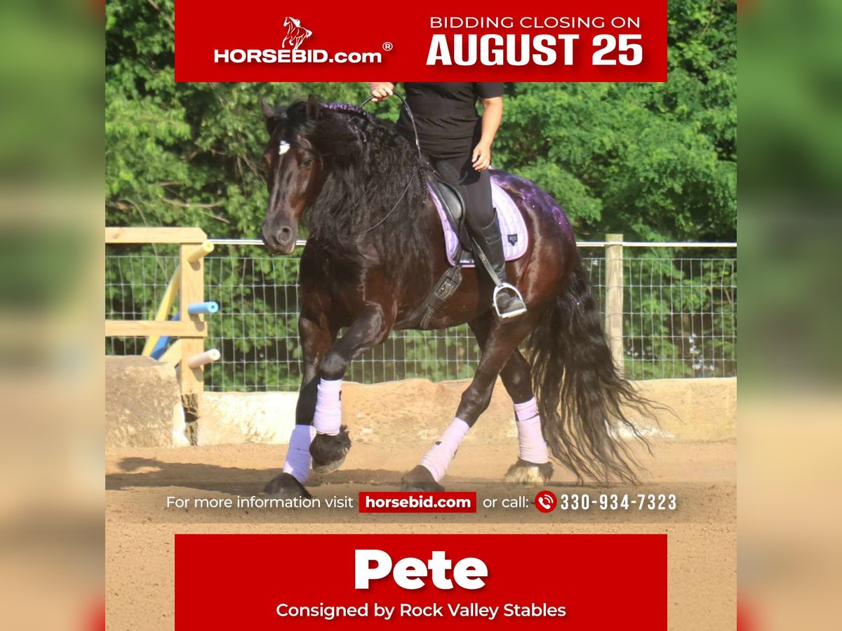 Frison Hongre 8 Ans 170 cm Noir in Strasburg, OH