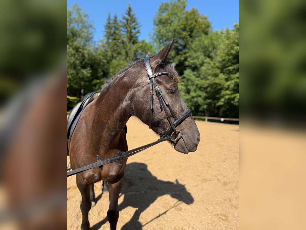Frison Croisé Jument 10 Ans Bai brun in Gr&#xE4;felfing