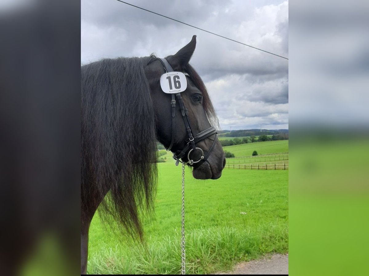 Frison Jument 11 Ans 162 cm Noir in Waldfeucht