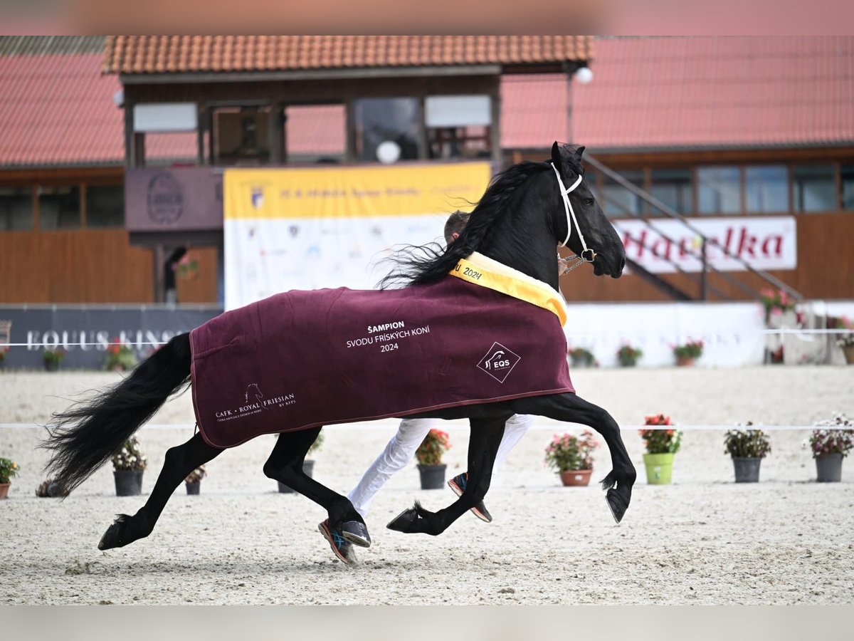 Frison Jument 11 Ans 175 cm Noir in Prague 1