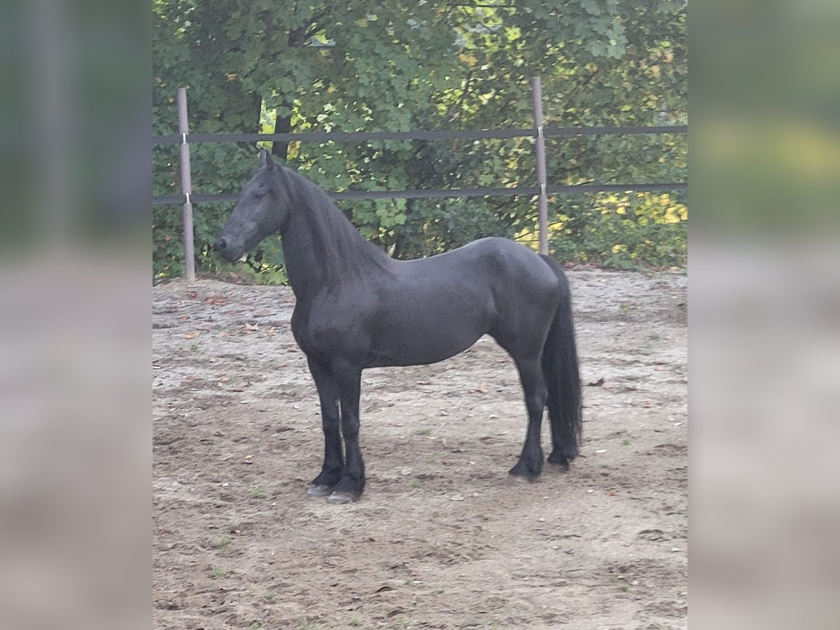 Frison Jument 13 Ans 153 cm in Freyung