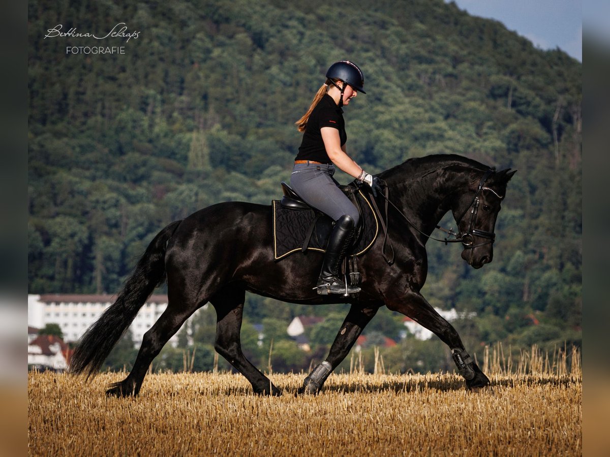 Frison Jument 14 Ans 162 cm Noir in Bad Wildungen
