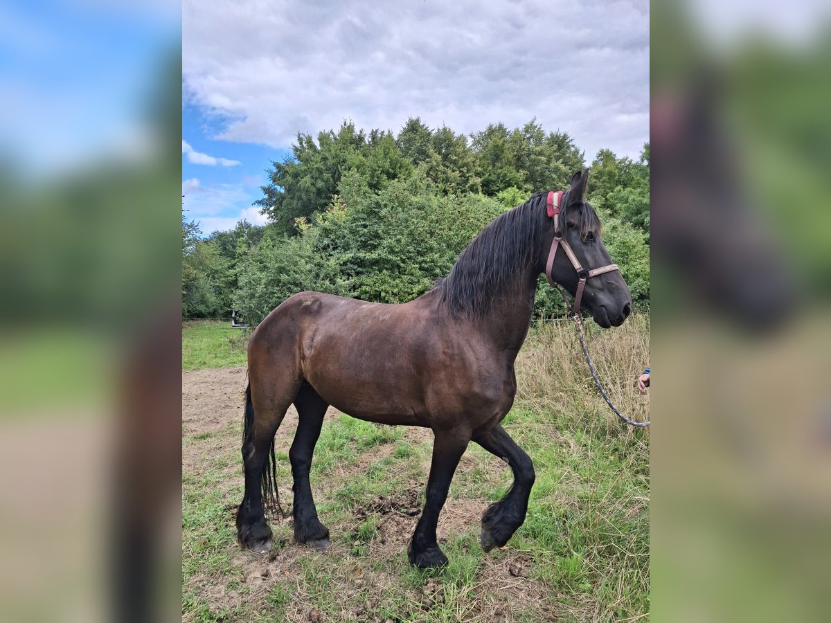 Frison Jument 14 Ans 164 cm Noir in Limbach-Oberfrohna Frison Jument 14 Ans 164 cm Noir in Limbach-Oberfrohna
