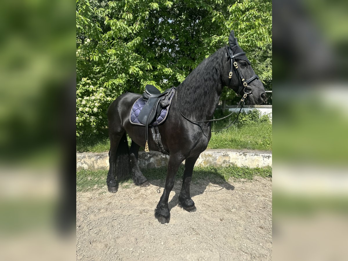 Frison Jument 14 Ans 164 cm Noir in Weigelsdorf