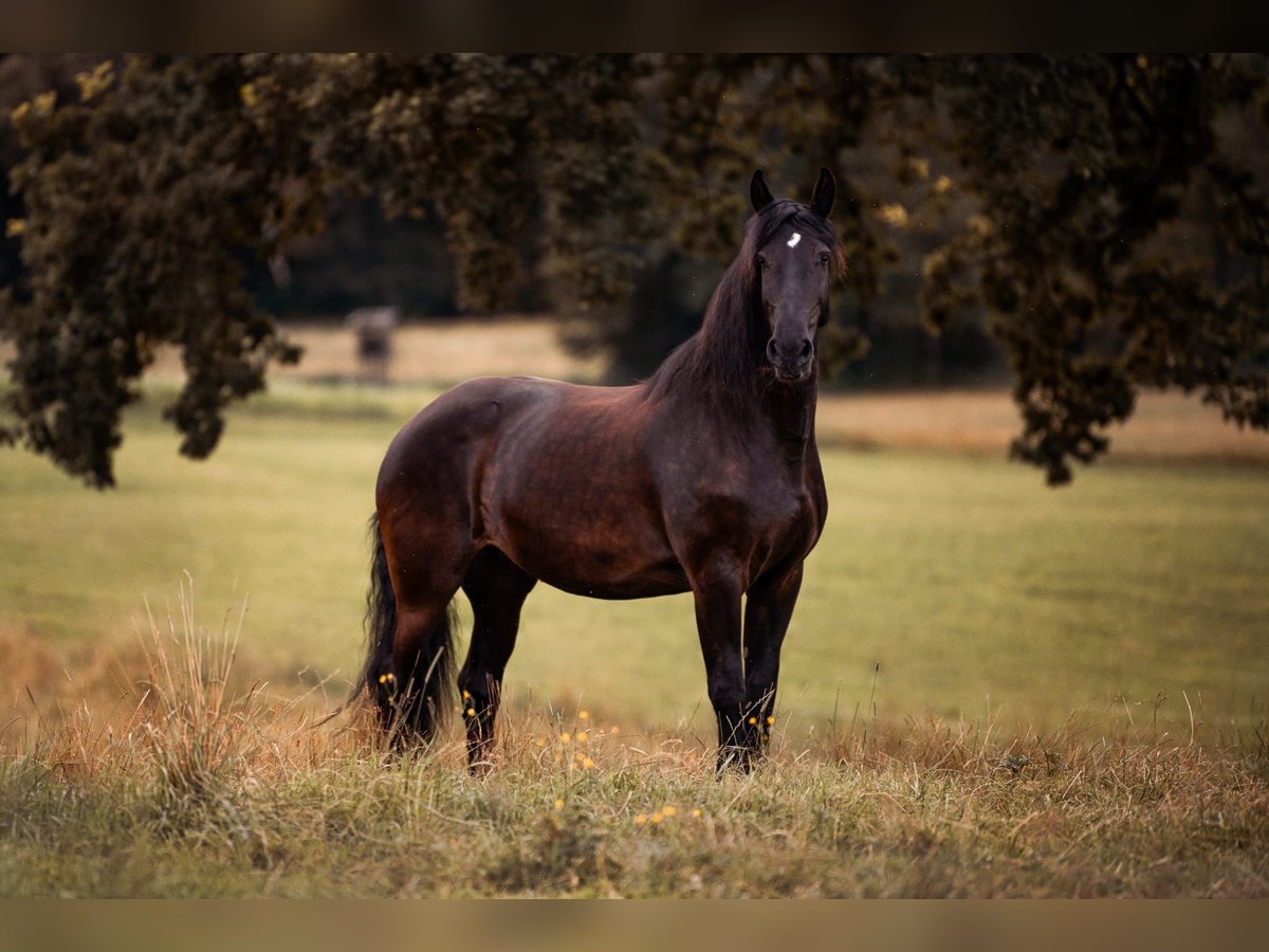 Frison Croisé Jument 14 Ans 173 cm Noir in Kochel am See