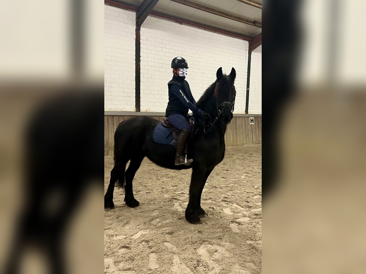 Frison Jument 16 Ans 147 cm Noir in Osterwald