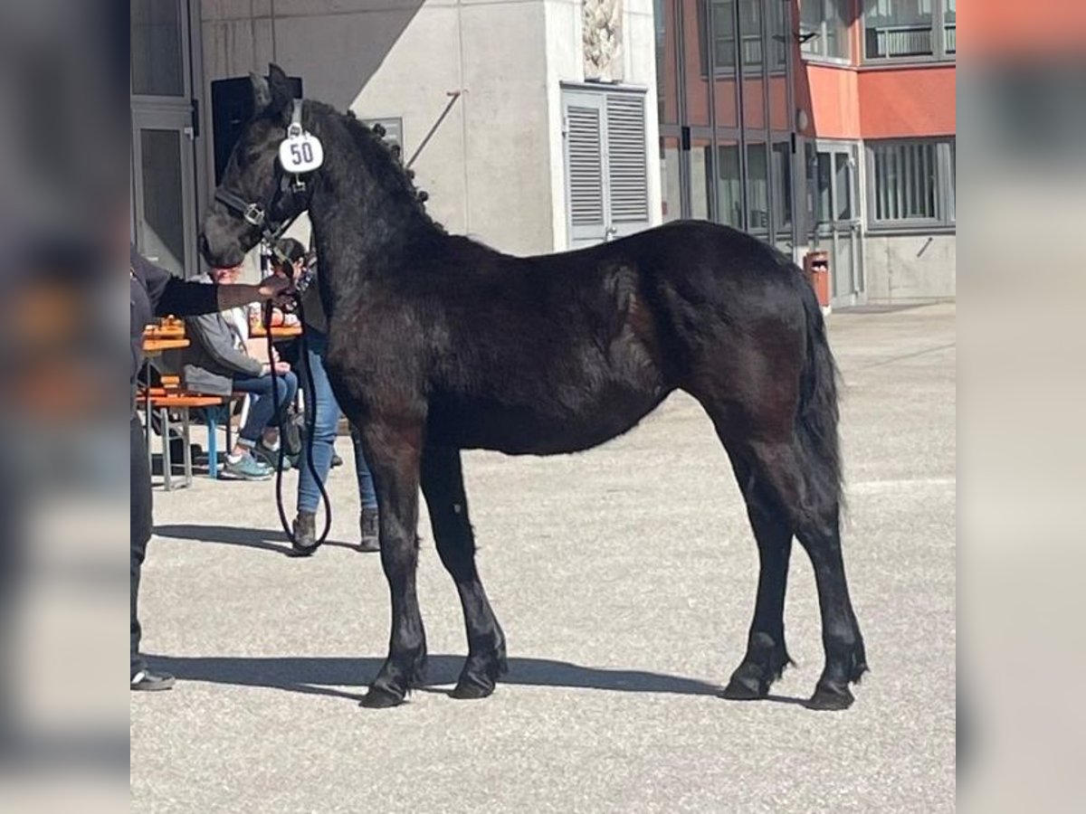 Frison Jument 1 Année 130 cm Noir in Reichersberg