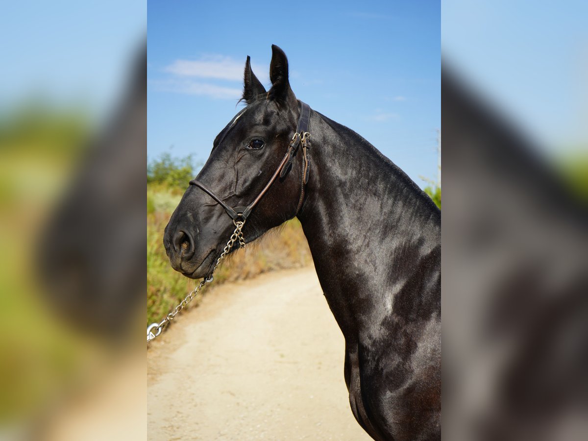 Frison Croisé Jument 1 Année 152 cm Gris in Corona, CA