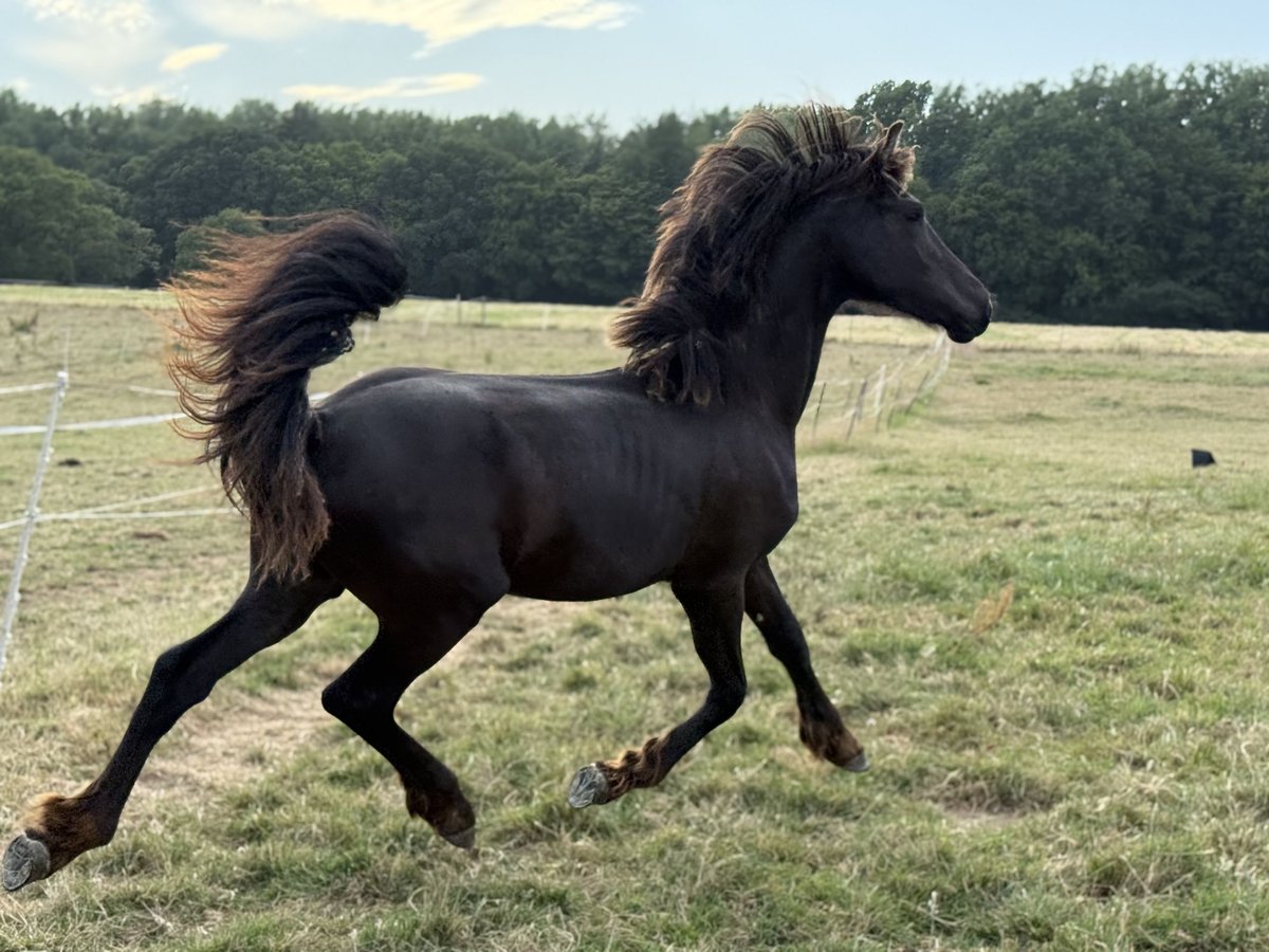 Frison Jument 1 Année Noir in Bethersden