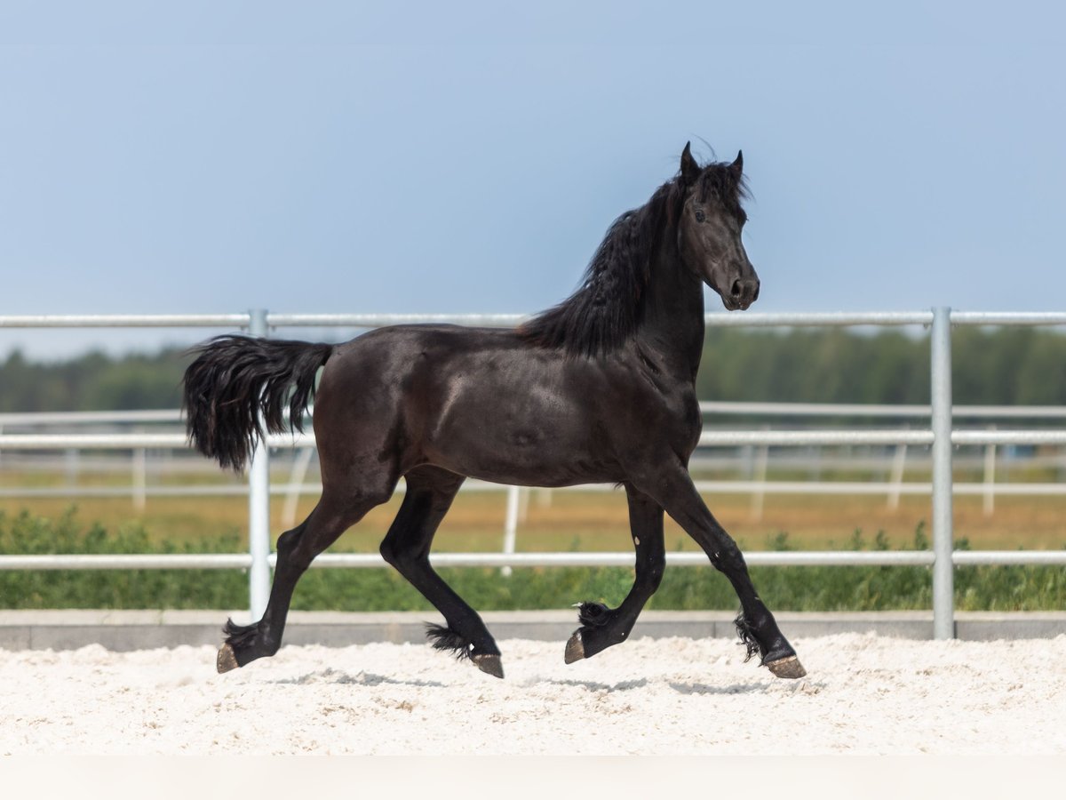 Frison Jument 1 Année Noir in Przedb&#xF3;rz