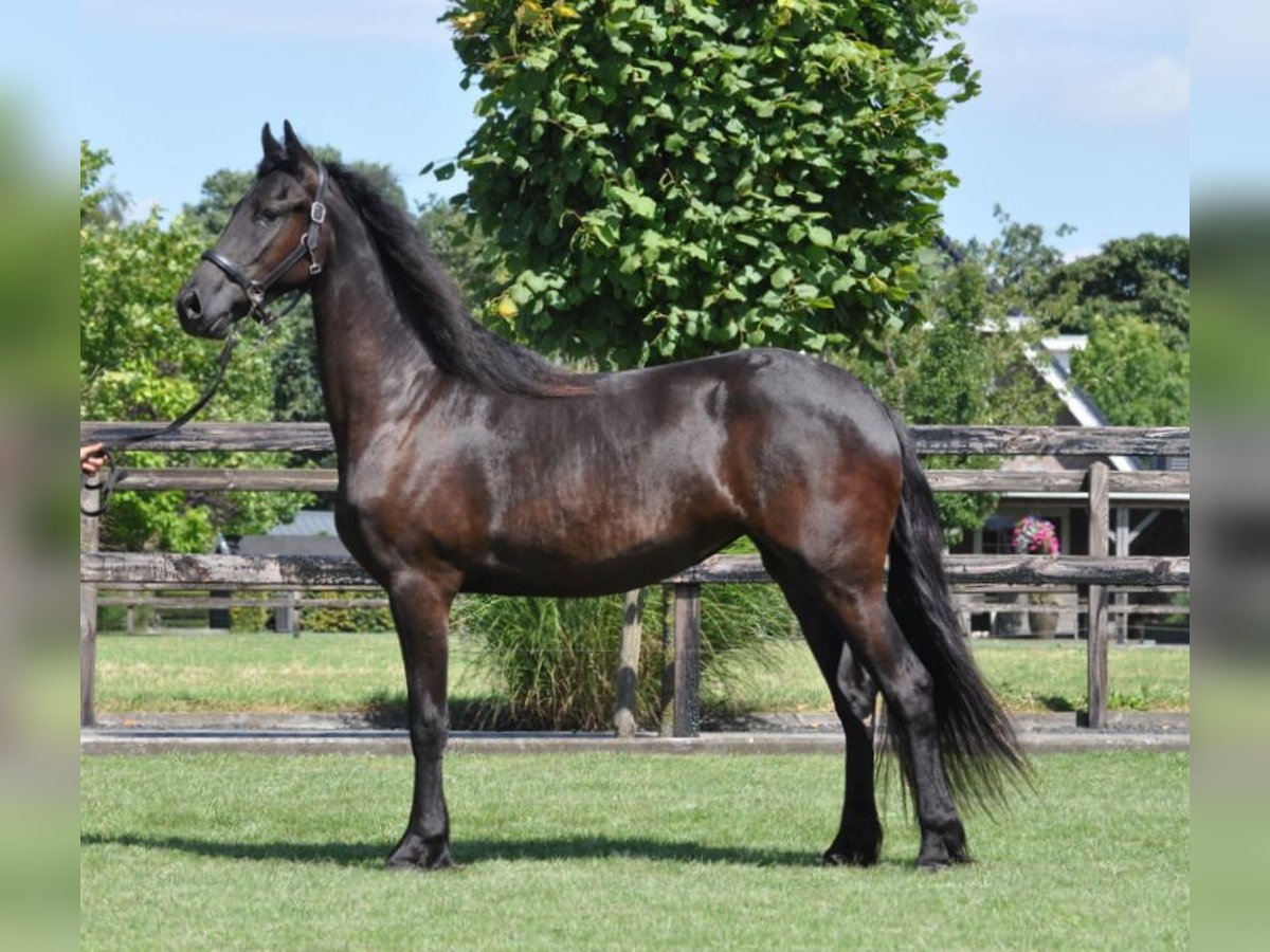 Frison Jument 2 Ans 163 cm Noir in Lunteren