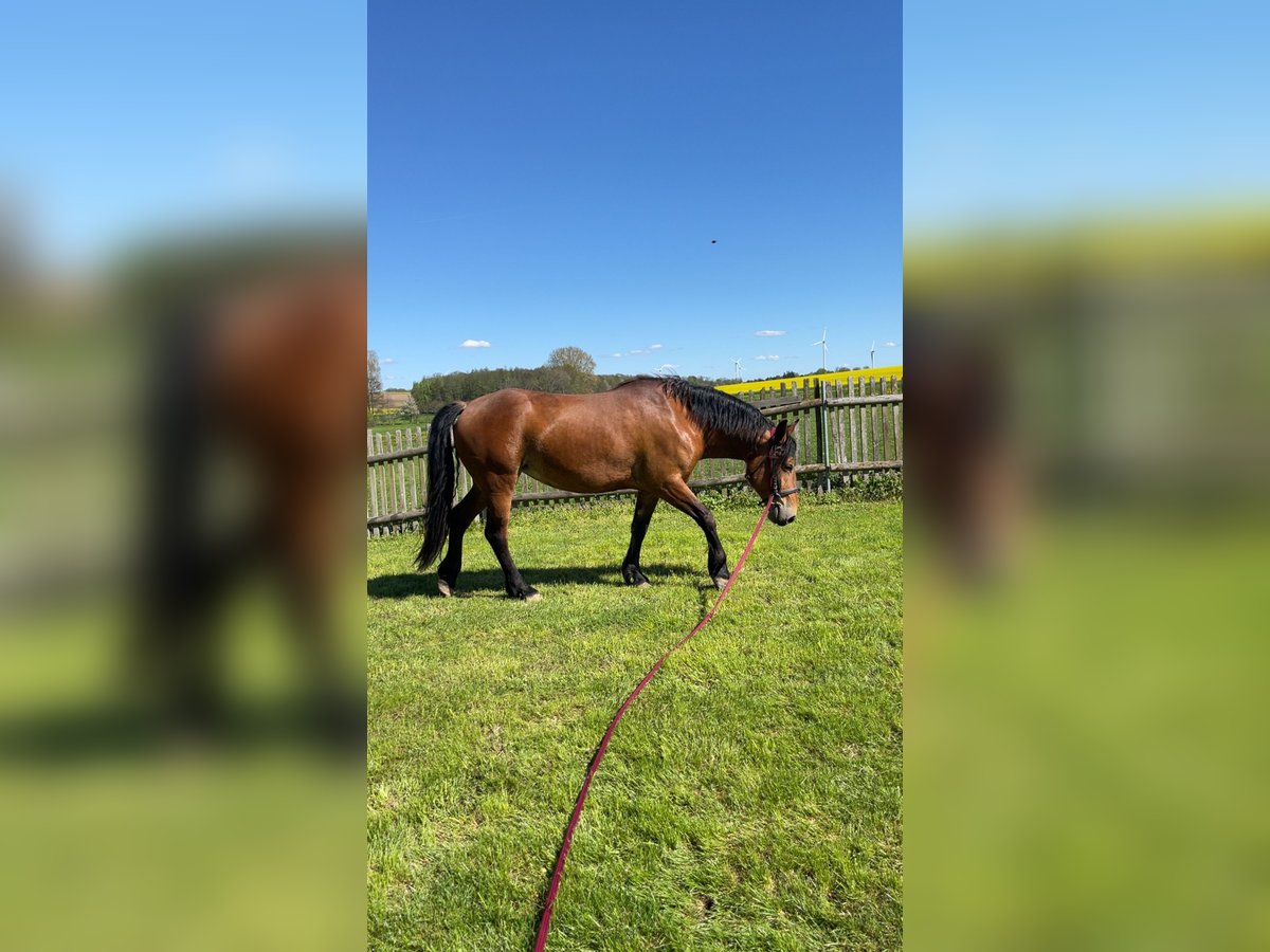 Frison Croisé Jument 4 Ans 155 cm Bai in Nossen