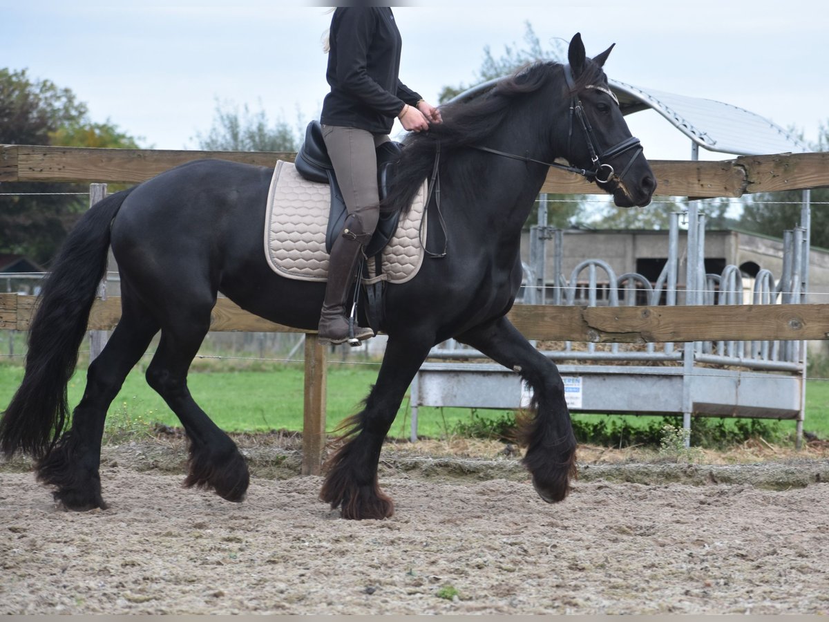 Frison Jument 4 Ans 158 cm Noir in Achtmaal