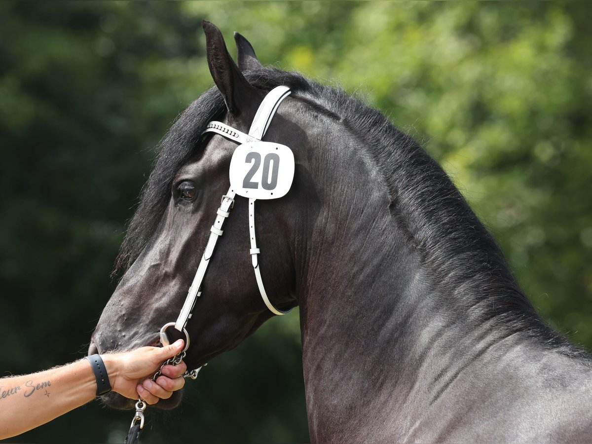 Frison Jument 4 Ans 162 cm Noir in Feldkirchen-Westerham