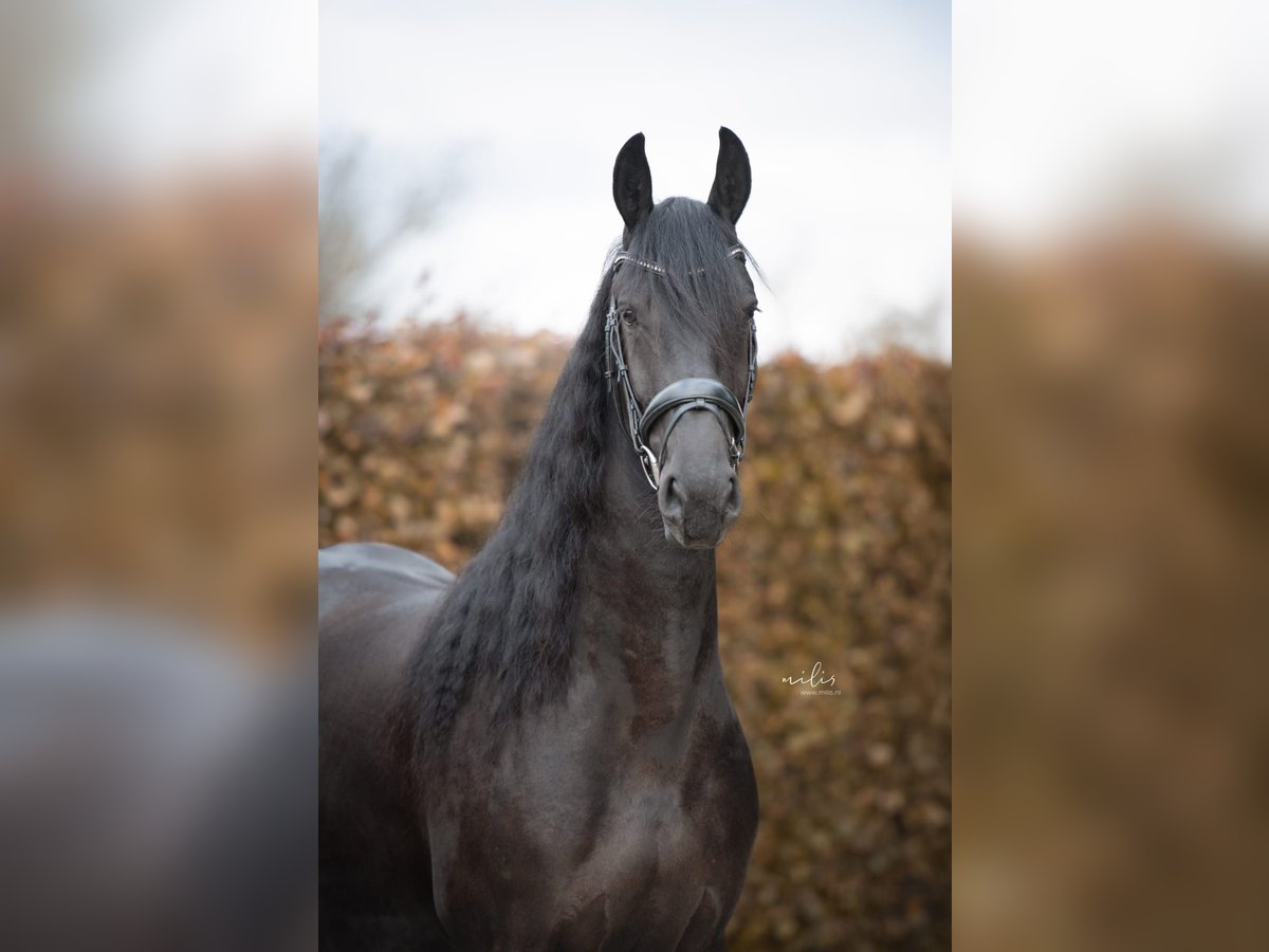 Frison Jument 4 Ans 167 cm Noir in Aalten