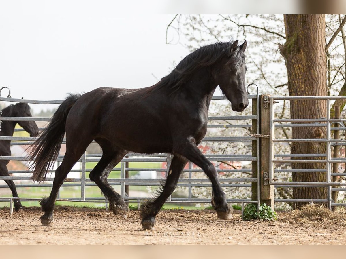 Frison Jument 4 Ans Noir in Schöllnach