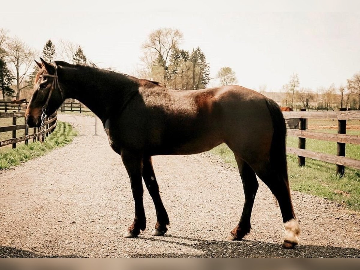 Frison Jument 5 Ans 152 cm Bai cerise in Temecula