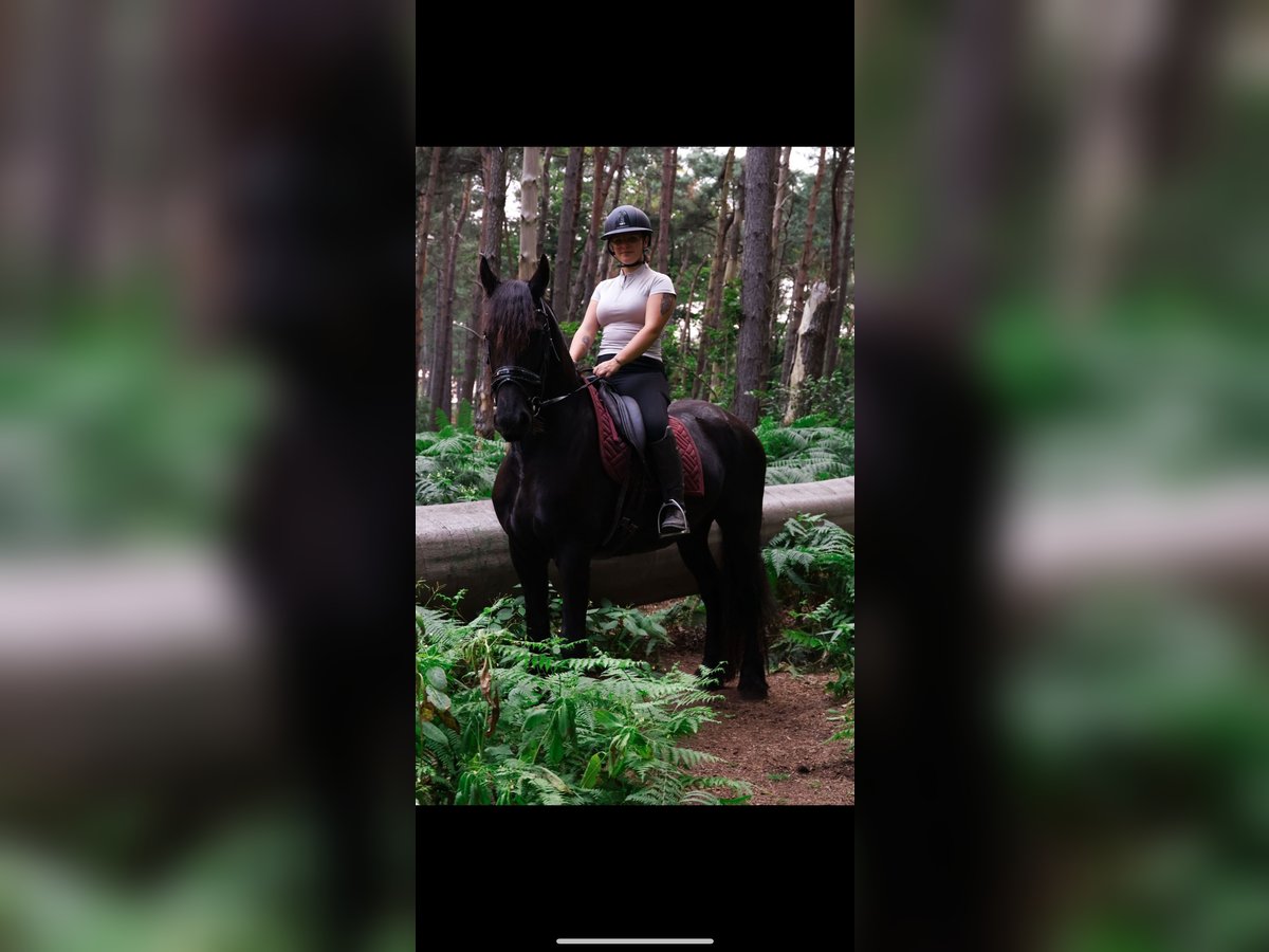 Frison Jument 5 Ans 163 cm Noir in Sas van Gent