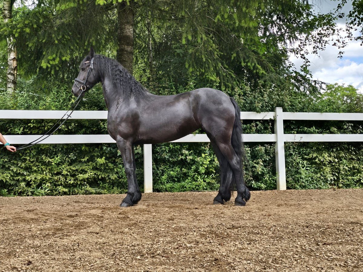 Frison Jument 5 Ans 165 cm Noir in Derenbach