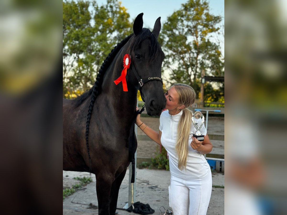 Frison Jument 6 Ans 167 cm Noir in de Hoef