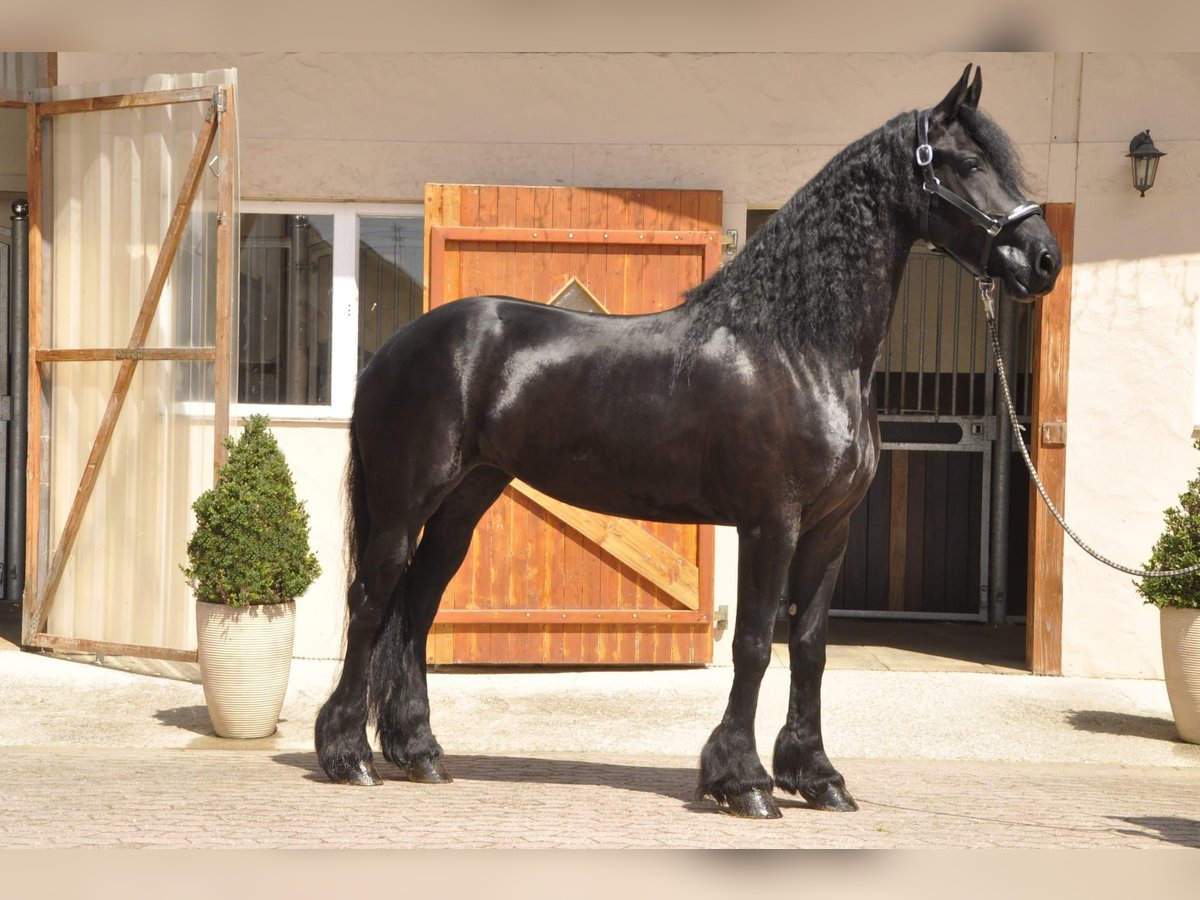 Frison Jument 6 Ans 170 cm Noir in Ochtendung