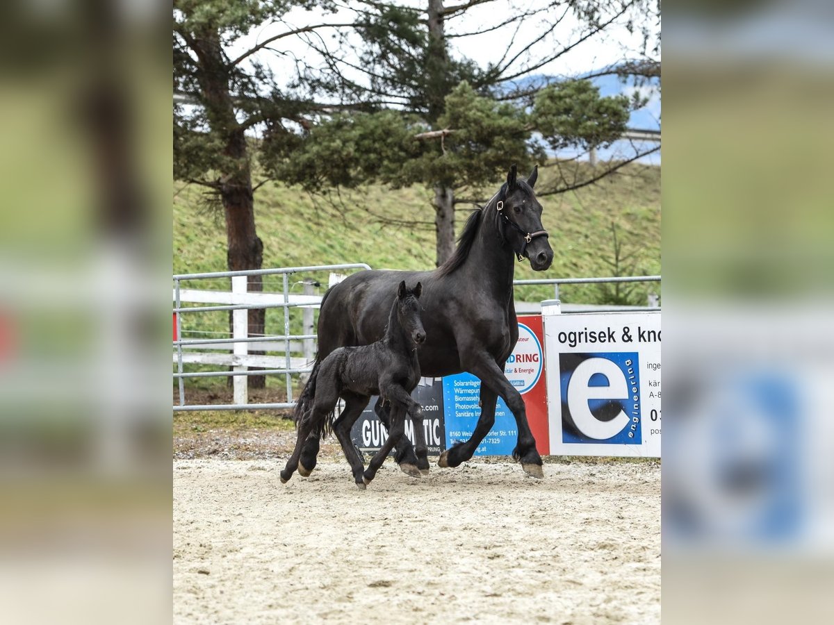 Frison Jument 6 Ans Noir in Anger