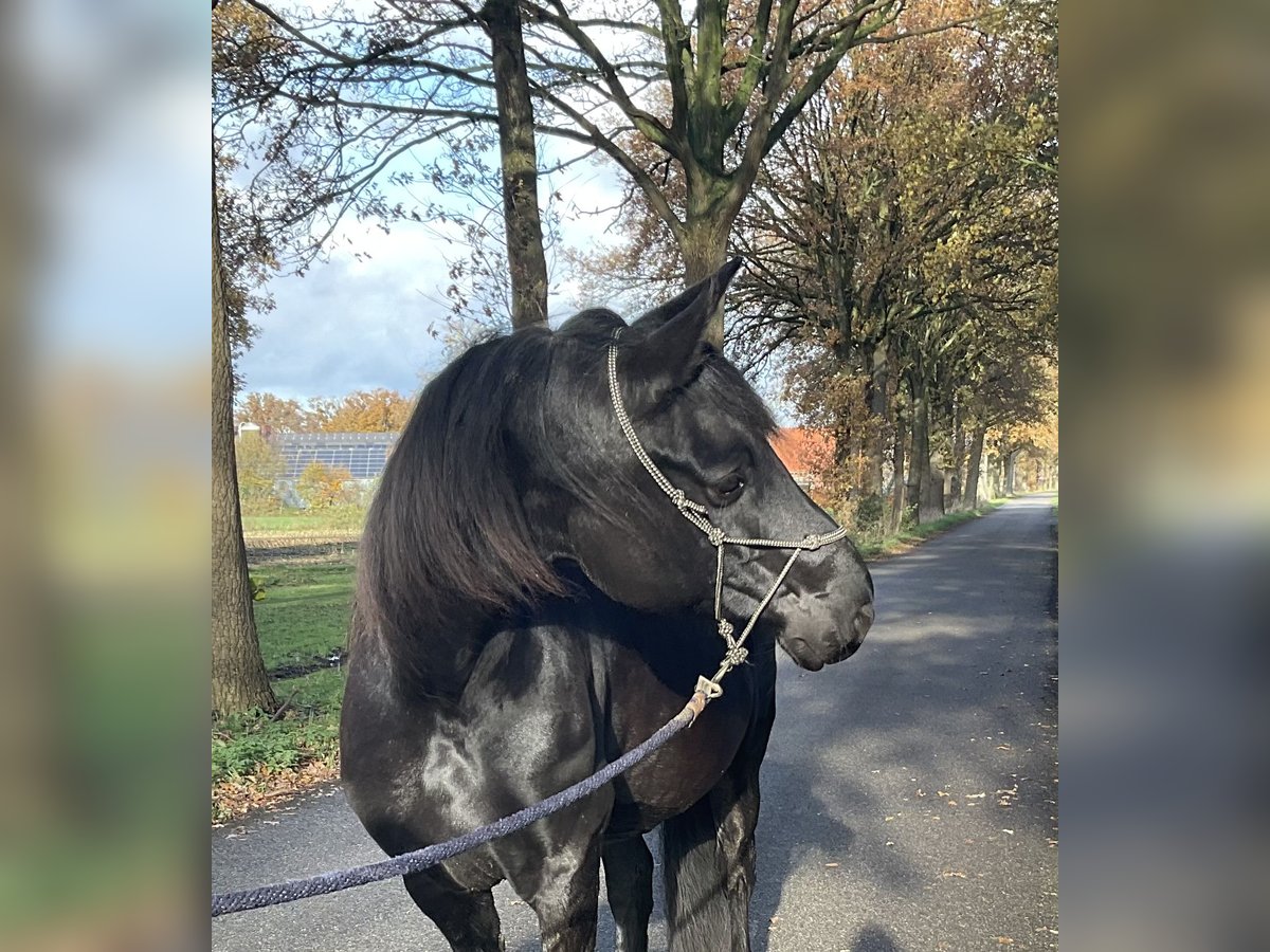 Frison Croisé Jument 8 Ans 157 cm Noir in Ambt Delden