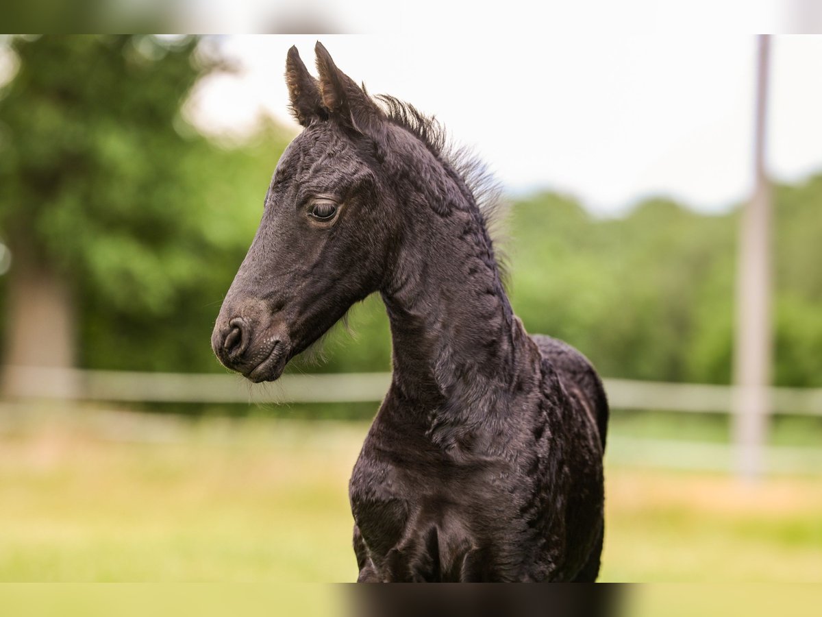 Frison Jument  162 cm Noir in Wilsum
