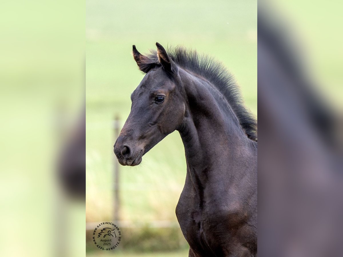 Frison Jument Poulain (05/2025) in Mechernich