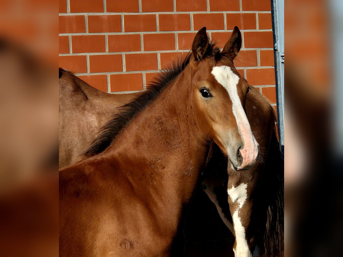 Frison oriental Étalon Poulain (05/2025) 170 cm Bai in Ochtersum