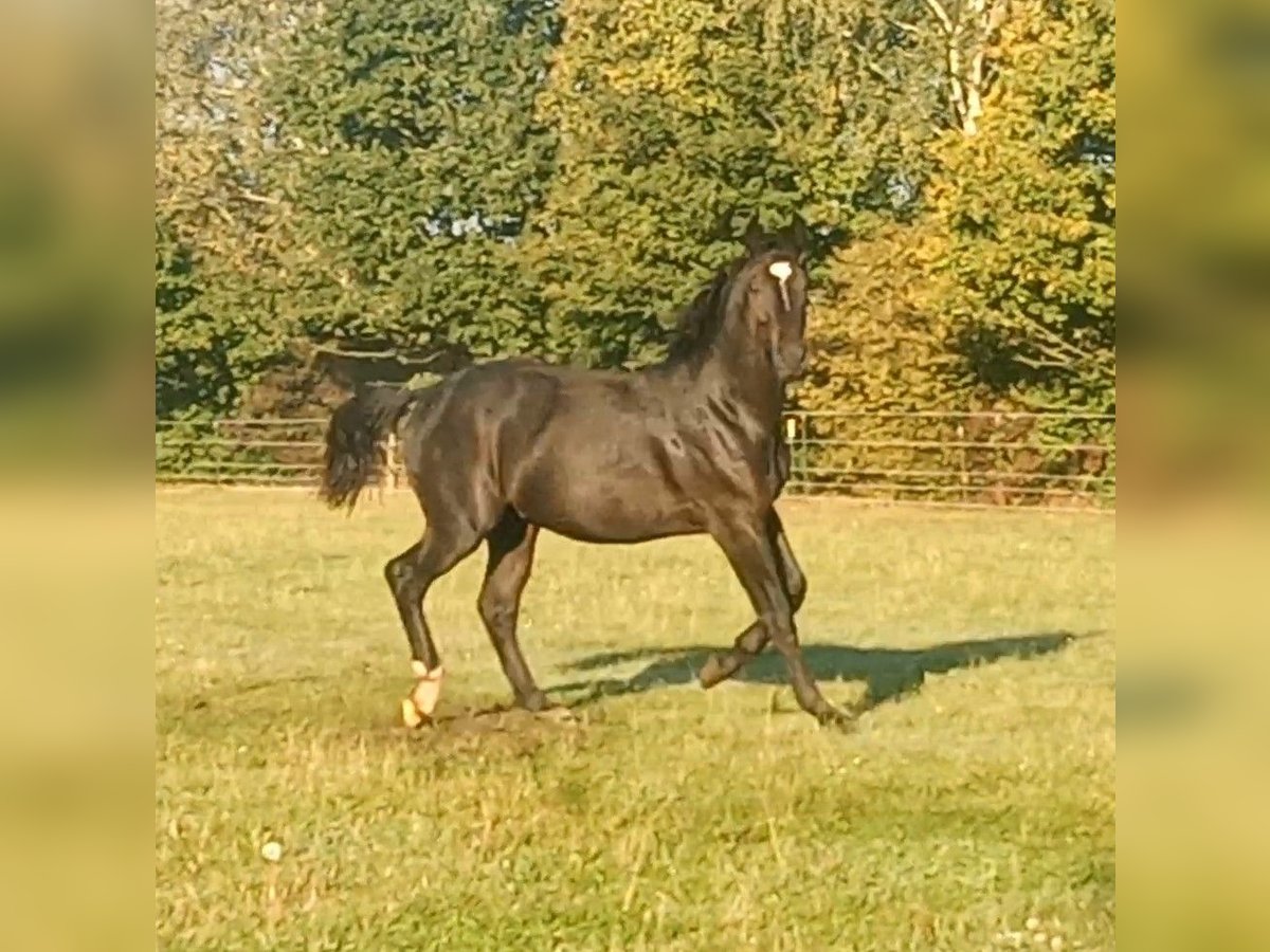 Frison oriental Hongre 1 Année 175 cm Noir in Stöckse