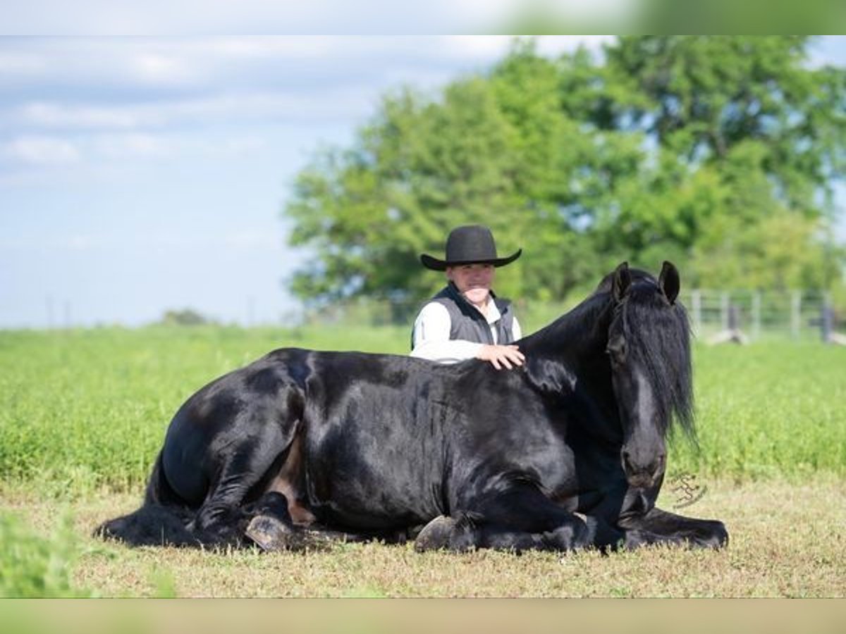 Frisone / Frisone Occidentale Castrone 5 Anni 163 cm Morello in Great Falls