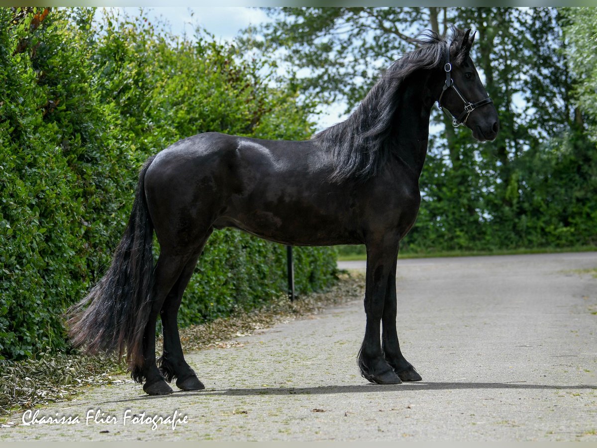 Frisone / Frisone Occidentale Castrone 5 Anni 167 cm Morello in Mijnsheerenland