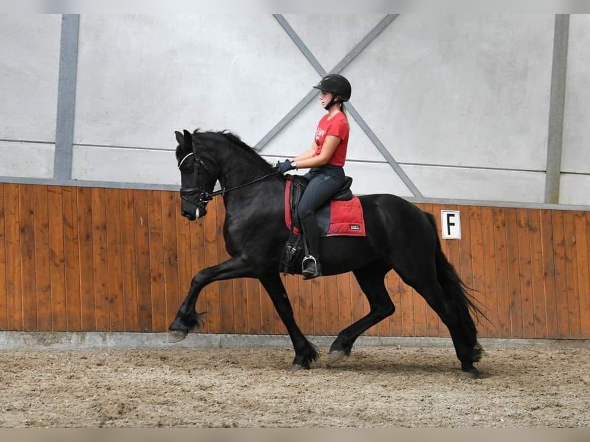 Frisone / Frisone Occidentale Castrone 8 Anni 163 cm Baio nero in Siehdichum Pohlitz