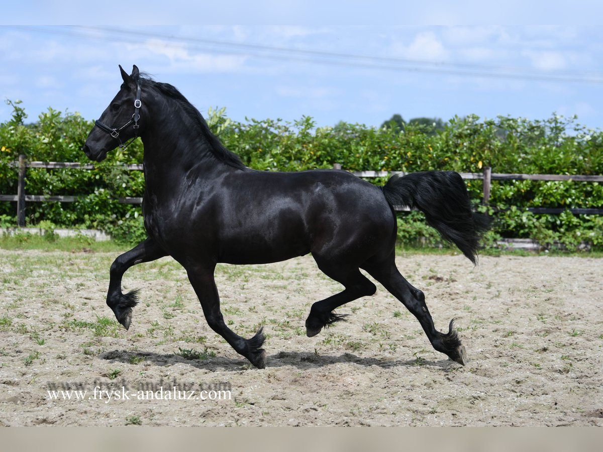 Frisone / Frisone Occidentale Giumenta 4 Anni 163 cm Morello in Mijnsheerenland