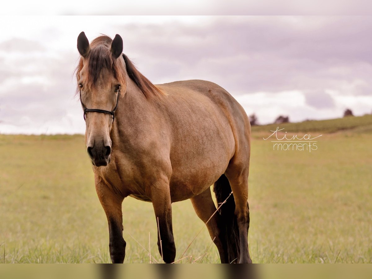 Frisone / Frisone Occidentale Mix Giumenta 7 Anni 154 cm Falbo in Nack