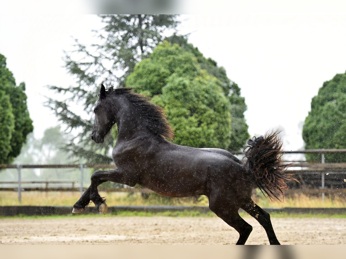 Frisone / Frisone Occidentale Stallone 2 Anni 165 cm Morello in Feldkirchen-Westerham