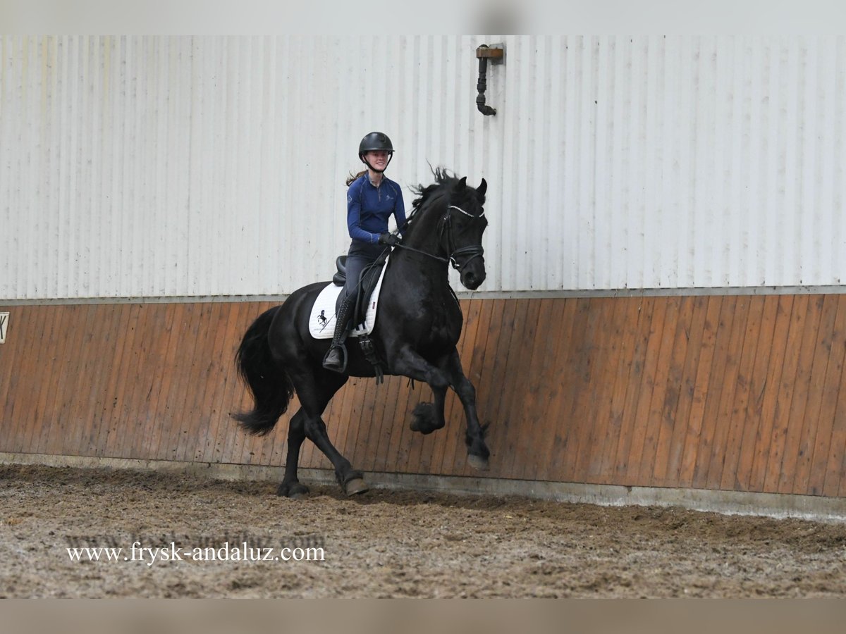 Frisone / Frisone Occidentale Stallone 4 Anni 165 cm Morello in Mijnsheerenland