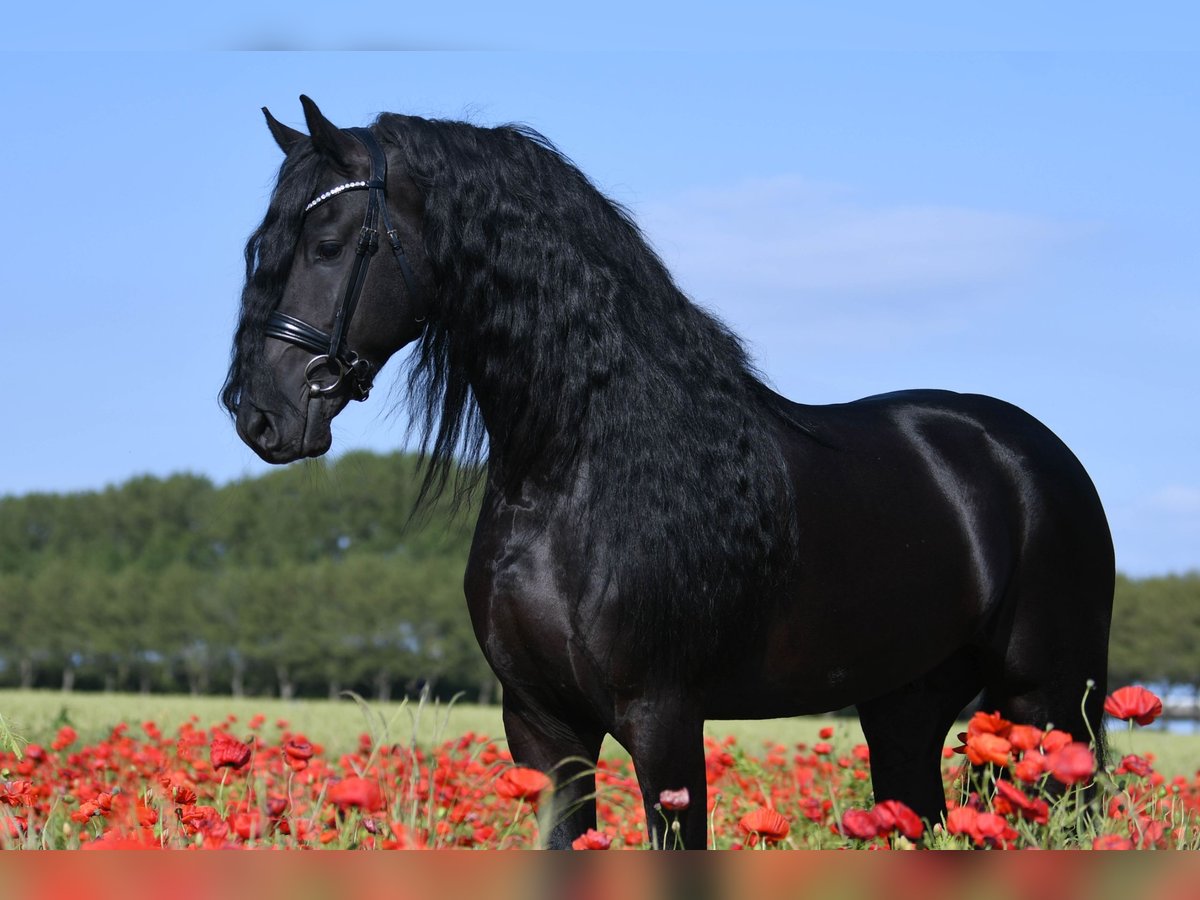 Frisone / Frisone Occidentale Stallone 4 Anni 165 cm Morello in Mijnsheerenland