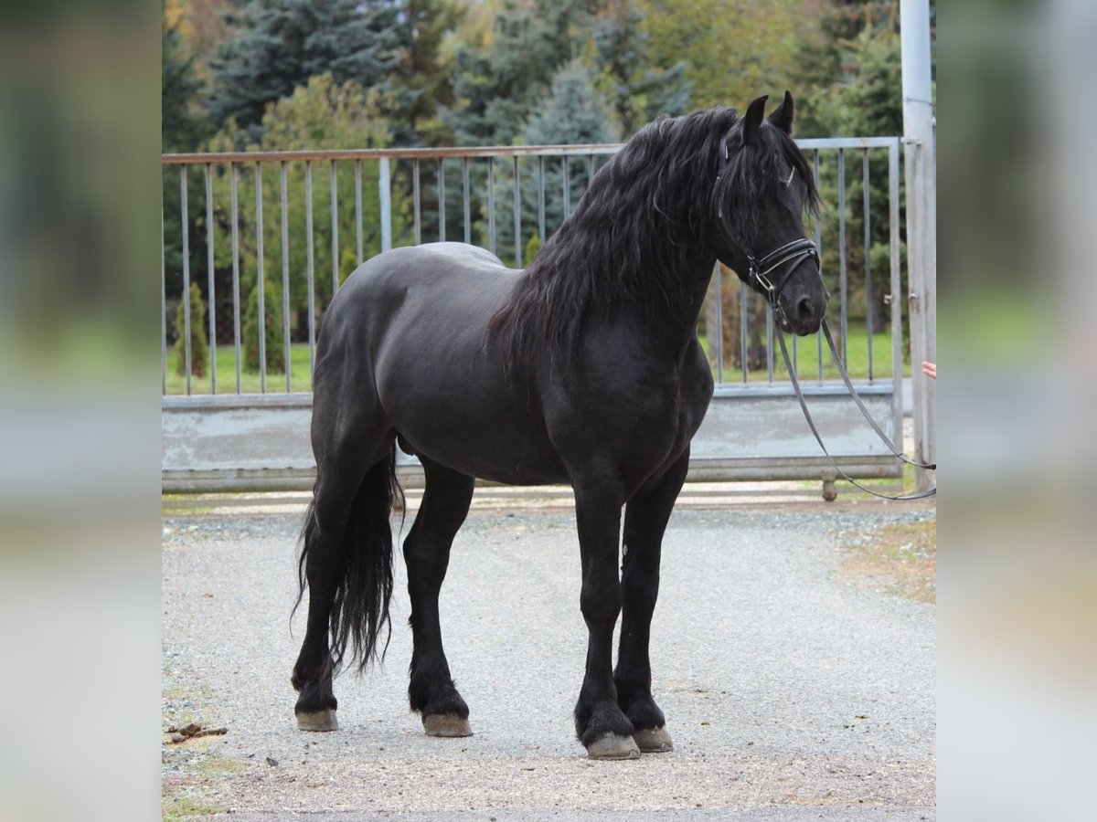 Frisone / Frisone Occidentale Stallone 5 Anni 162 cm Morello in Rechnitz