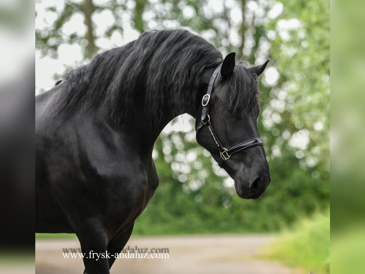 Frisone / Frisone Occidentale Stallone 5 Anni 163 cm Morello in Mijnsheerenland