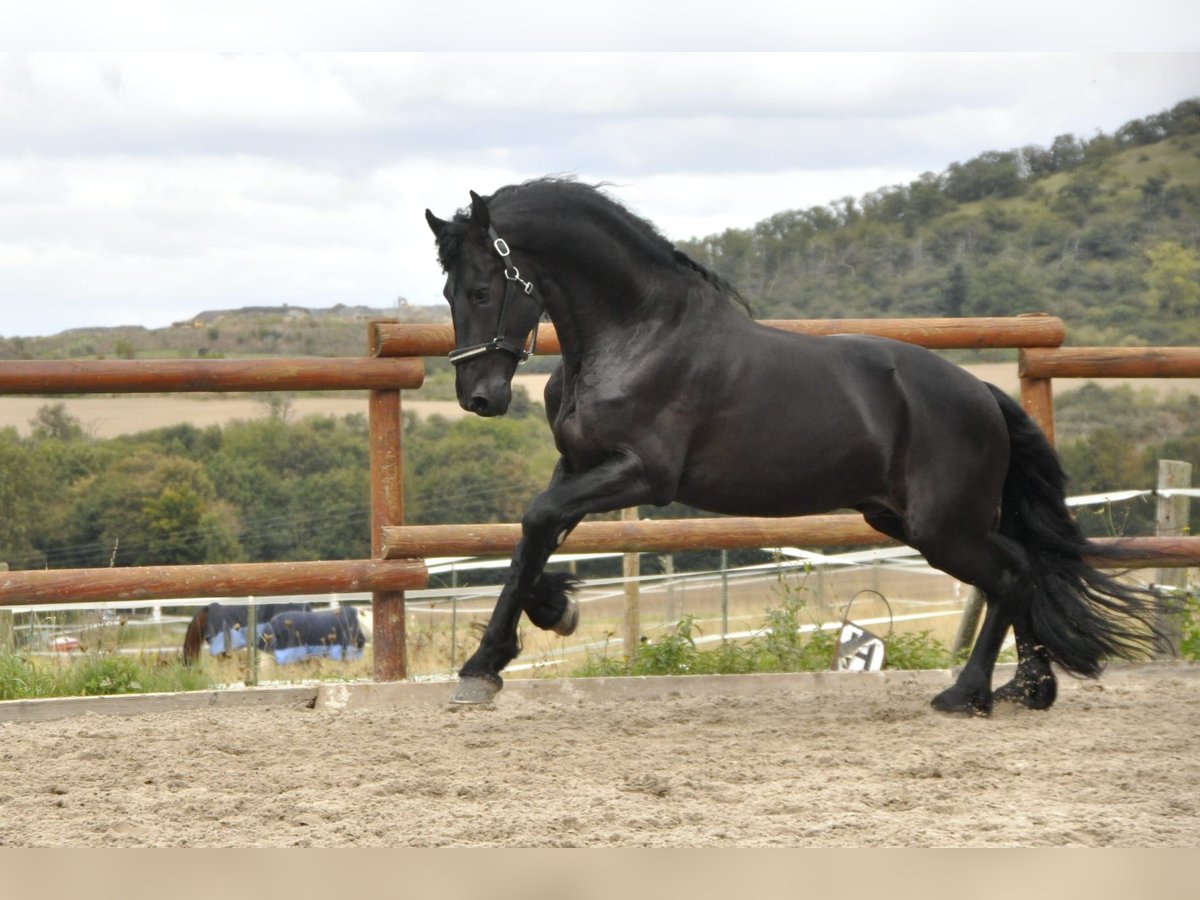 Frisone / Frisone Occidentale Stallone 6 Anni 165 cm Morello in Ochtendung