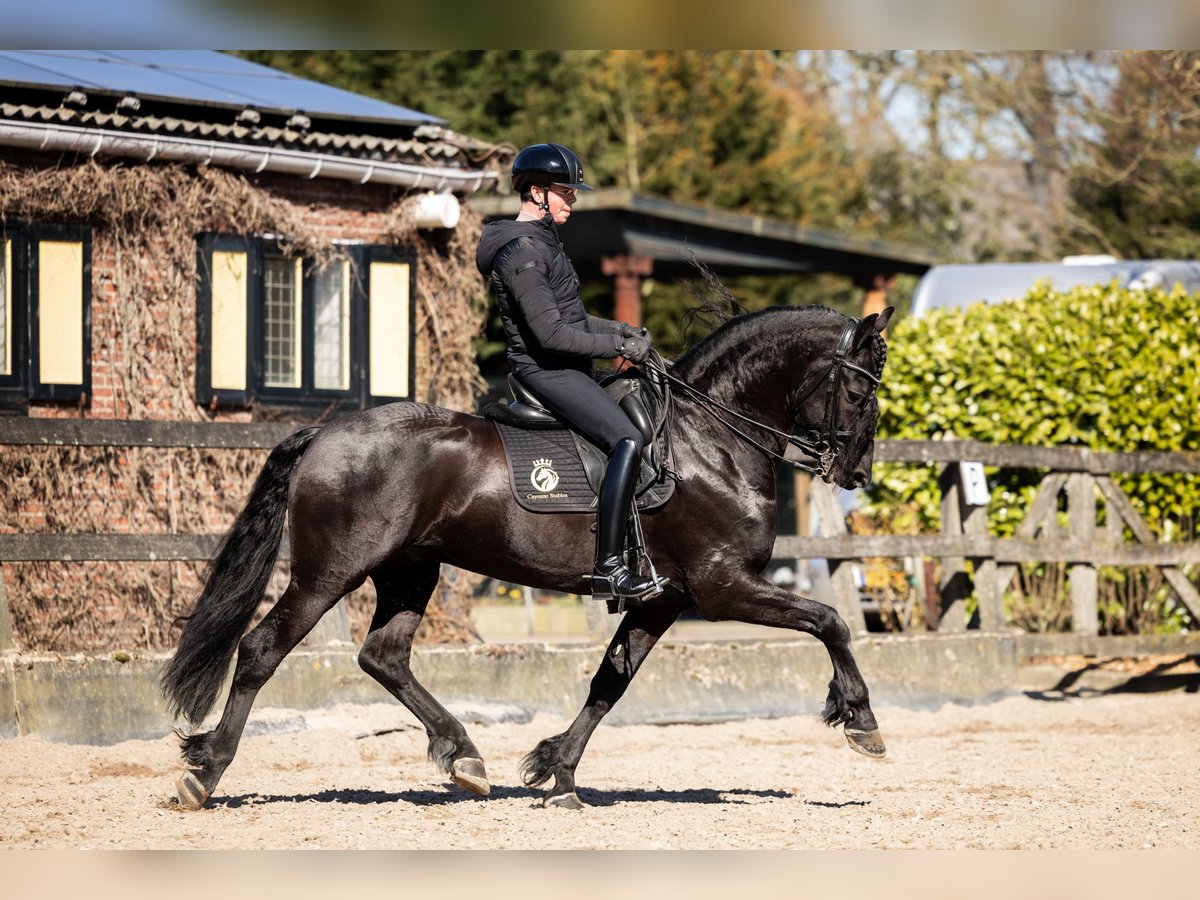 Frisone / Frisone Occidentale Stallone 7 Anni 165 cm Morello in Vijfhuizen