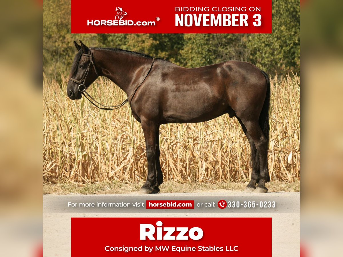Frisone / Frisone Occidentale Mix Castrone 10 Anni 170 cm Morello in Fresno Frisone / Frisone Occidentale Mix Castrone 10 Anni 170 cm Morello in Fresno