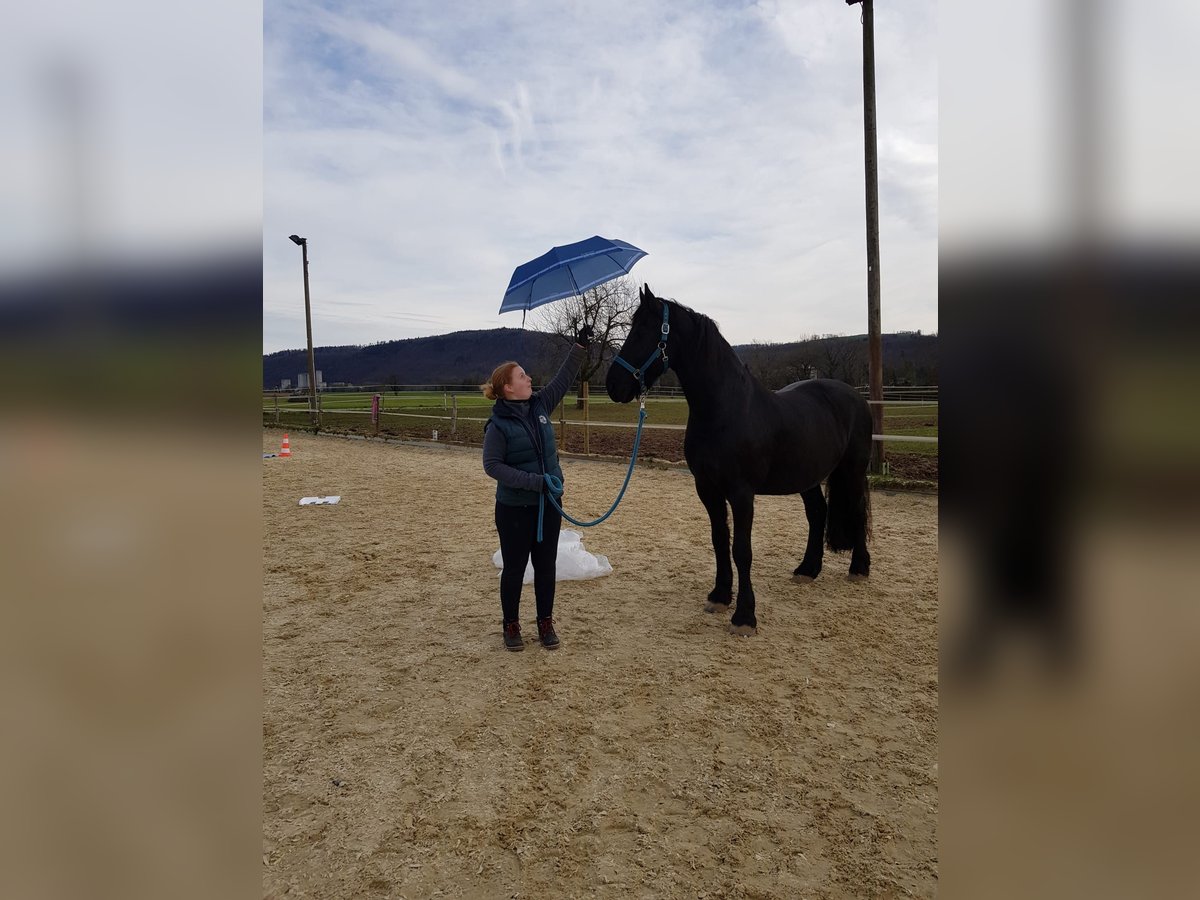 Frisone / Frisone Occidentale Castrone 14 Anni 164 cm Morello in Waldshut-Tiengen