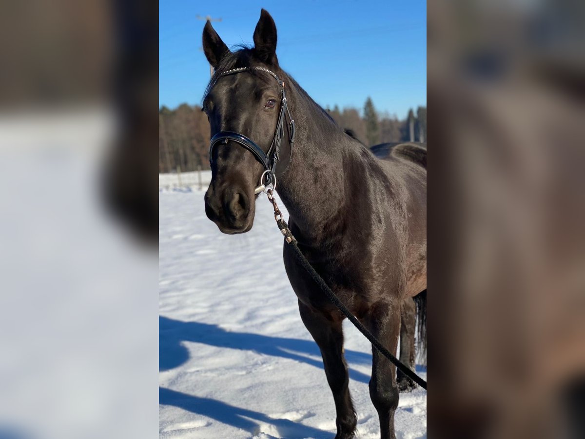 Frisone / Frisone Occidentale Mix Castrone 15 Anni 156 cm Morello in Bad Schwanberg Frisone / Frisone Occidentale Mix Castrone 15 Anni 156 cm Morello in Bad Schwanberg