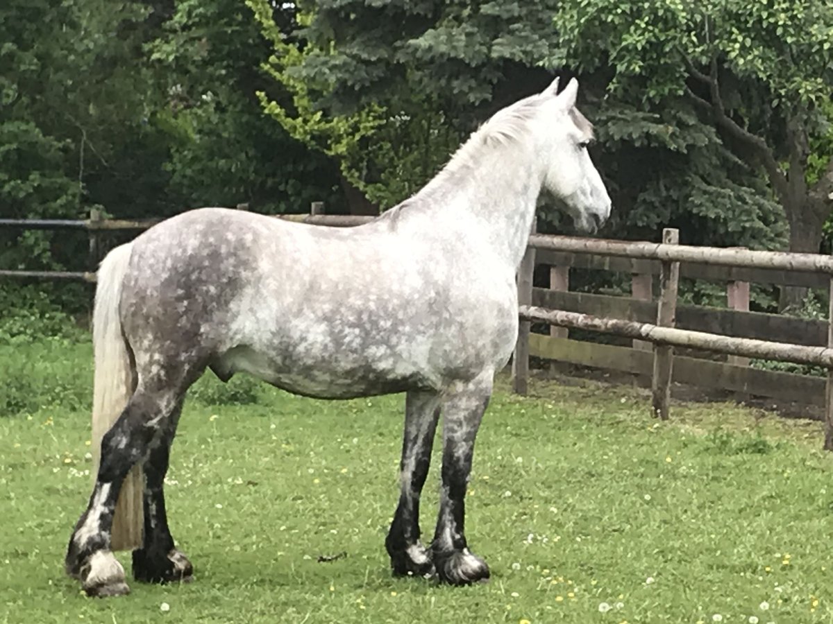 Frisone / Frisone Occidentale Mix Castrone 16 Anni 165 cm Grigio pezzato in Br&#xFC;hl