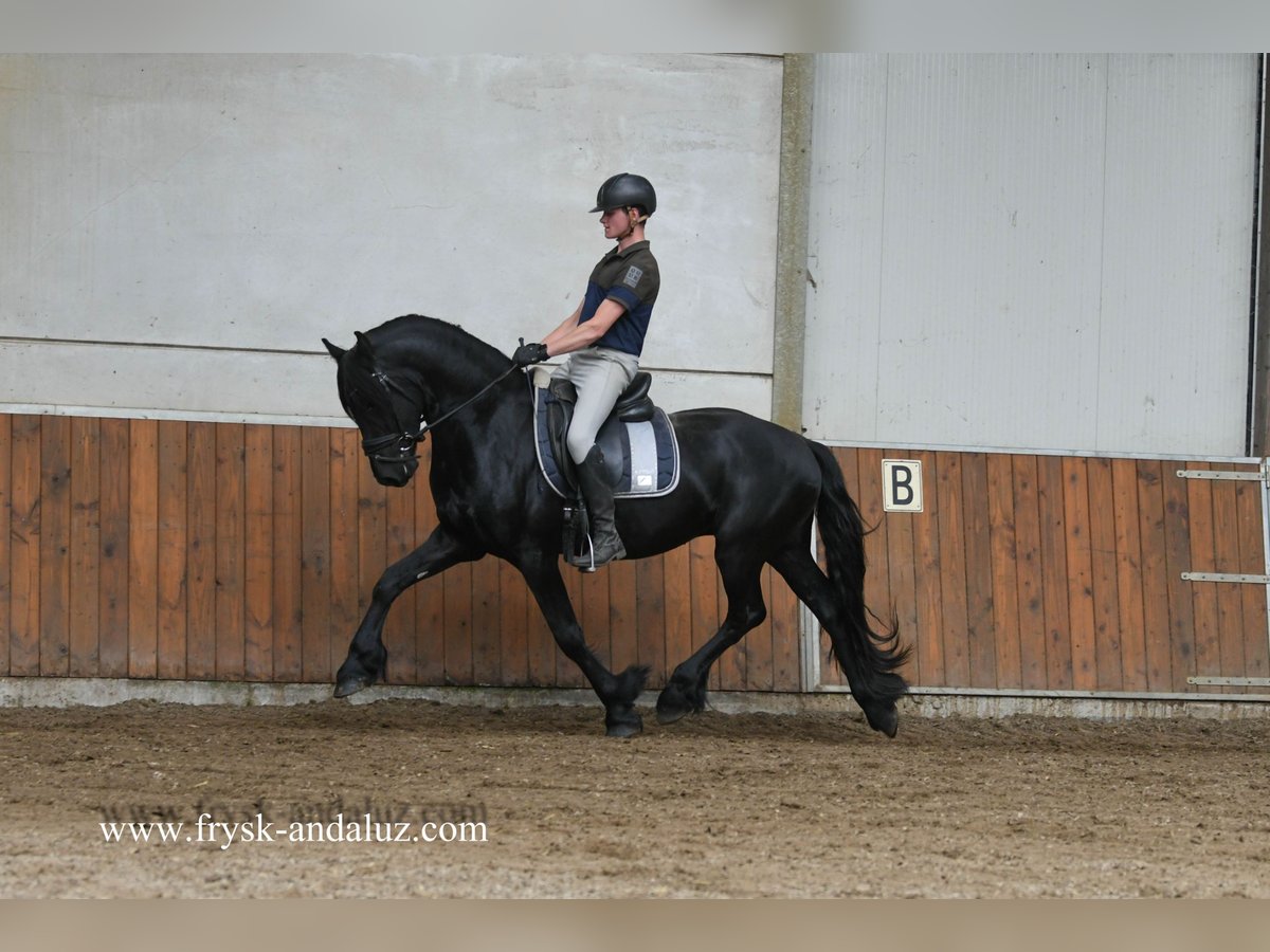Frisone / Frisone Occidentale Castrone 3 Anni 160 cm Morello in Mijnsheerenland